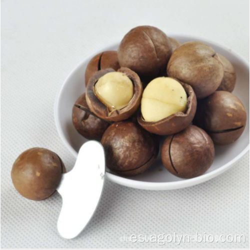 Nueces de macadamia asadas de gran tamaño en cáscara
